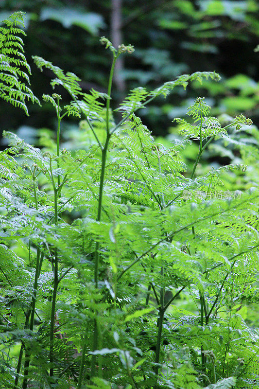 蕨类植物(蕨类植物)生长在林地的叶/叶上